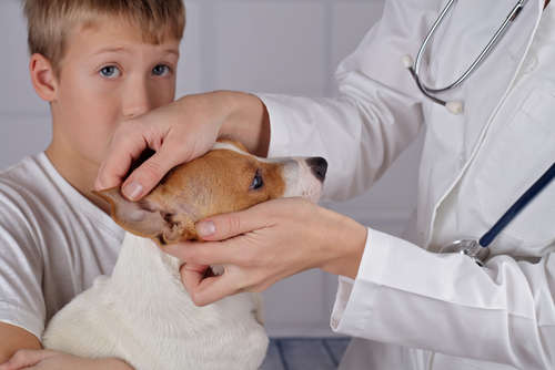 動物,犬,猫,しつけ,飼い方,育て方,病気,健康