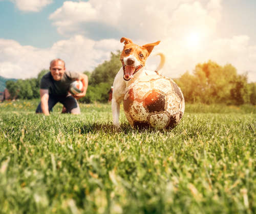 動物,犬,猫,しつけ,飼い方,育て方,病気,健康