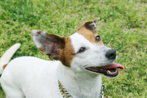 動物,犬,猫,しつけ,飼い方,育て方,病気,健康