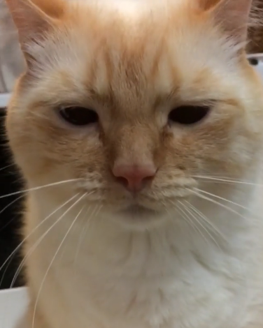 動物,犬,猫,しつけ,飼い方,育て方,病気,健康