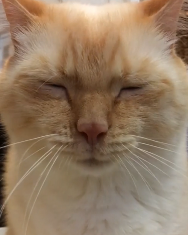 動物,犬,猫,しつけ,飼い方,育て方,病気,健康