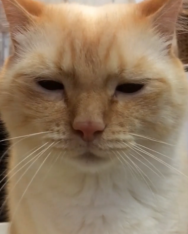 動物,犬,猫,しつけ,飼い方,育て方,病気,健康