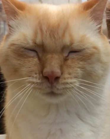動物,犬,猫,しつけ,飼い方,育て方,病気,健康
