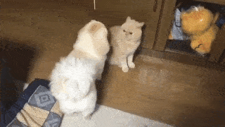 動物,犬,猫,しつけ,飼い方,育て方,病気,健康