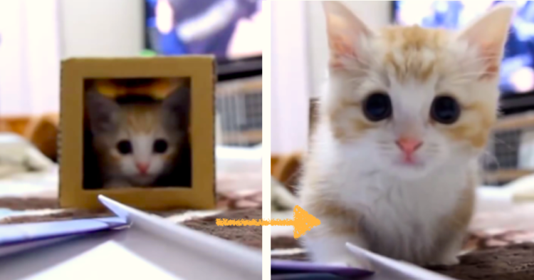 【ピョコピョコ仕草♪】箱の中を出たり入ったりする子猫ちゃん。勢いよく飛び出して…(*´艸`*)