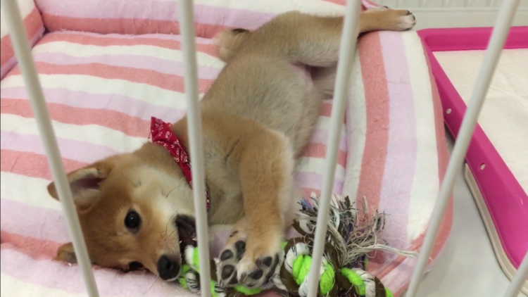 動物,犬,猫,しつけ,飼い方,育て方,病気,健康
