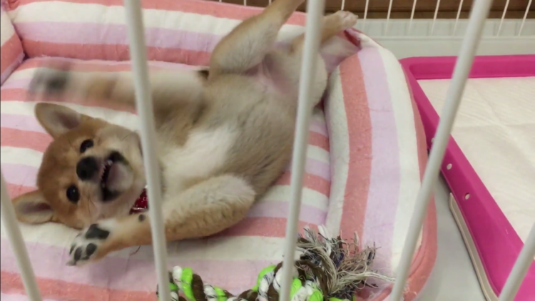 動物,犬,猫,しつけ,飼い方,育て方,病気,健康