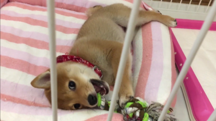動物,犬,猫,しつけ,飼い方,育て方,病気,健康