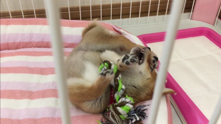 動物,犬,猫,しつけ,飼い方,育て方,病気,健康