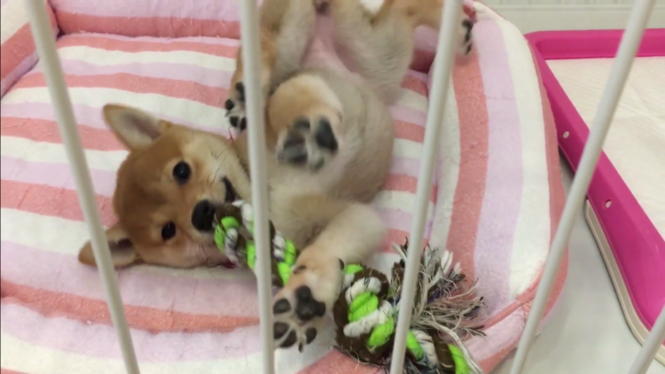 動物,犬,猫,しつけ,飼い方,育て方,病気,健康