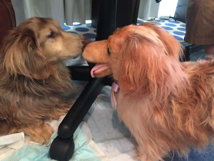動物,犬,猫,しつけ,飼い方,育て方,病気,健康
