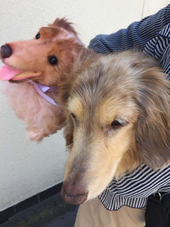 動物,犬,猫,しつけ,飼い方,育て方,病気,健康