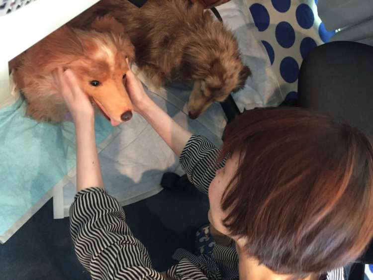 動物,犬,猫,しつけ,飼い方,育て方,病気,健康