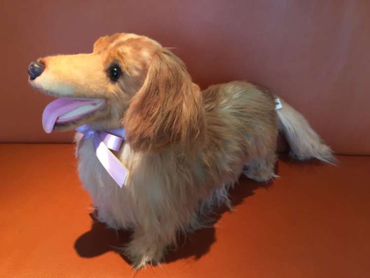 動物,犬,猫,しつけ,飼い方,育て方,病気,健康