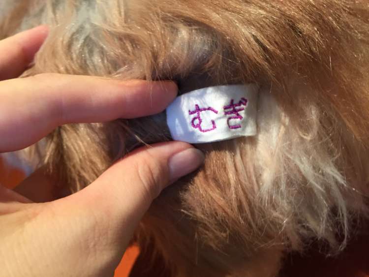 動物,犬,猫,しつけ,飼い方,育て方,病気,健康