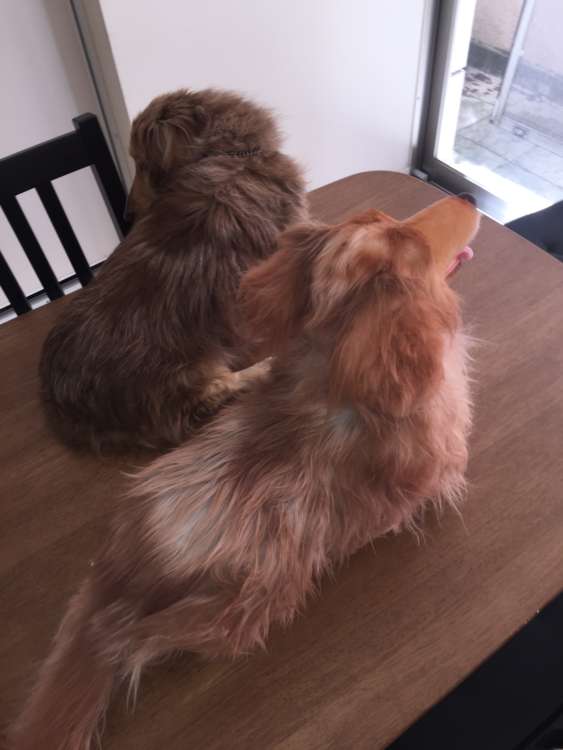 動物,犬,猫,しつけ,飼い方,育て方,病気,健康