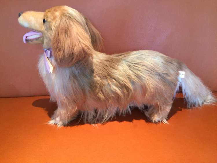 動物,犬,猫,しつけ,飼い方,育て方,病気,健康