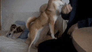 動物,犬,猫,しつけ,飼い方,育て方,病気,健康
