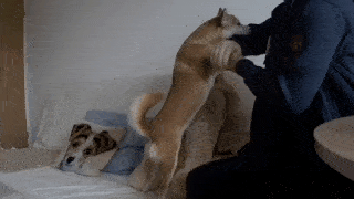 動物,犬,猫,しつけ,飼い方,育て方,病気,健康