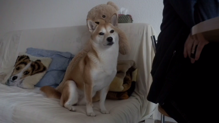 動物,犬,猫,しつけ,飼い方,育て方,病気,健康