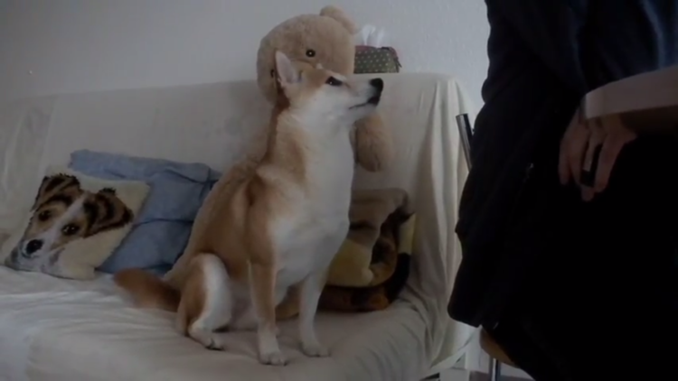 動物,犬,猫,しつけ,飼い方,育て方,病気,健康