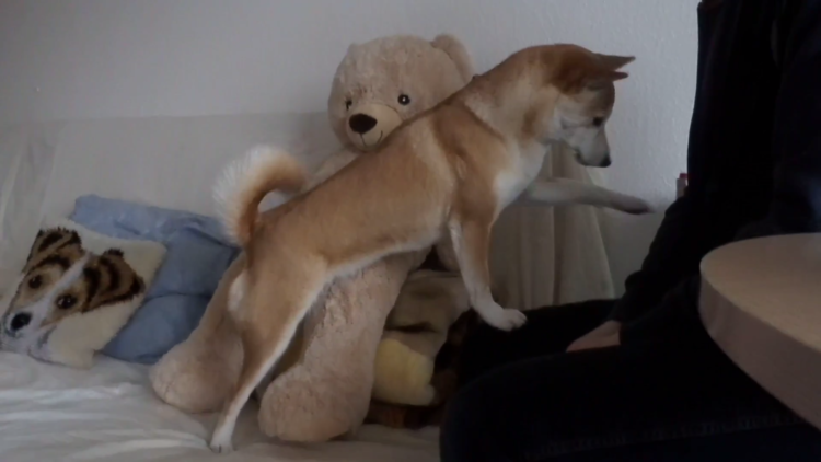 動物,犬,猫,しつけ,飼い方,育て方,病気,健康