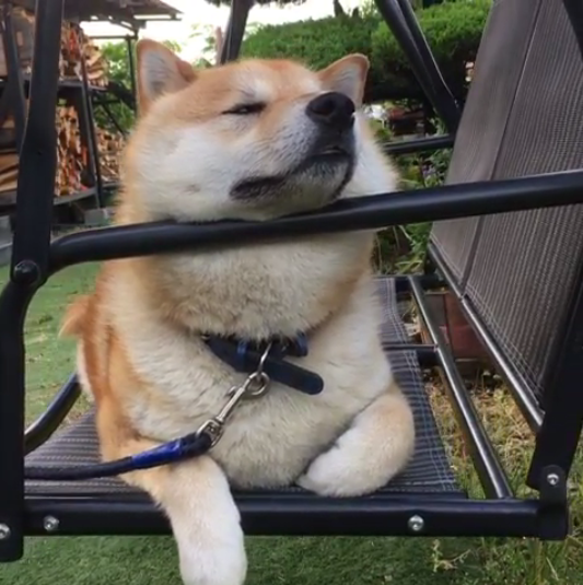 動物,犬,猫,しつけ,飼い方,育て方,病気,健康