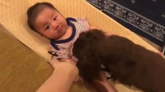 動物,犬,猫,しつけ,飼い方,育て方,病気,健康