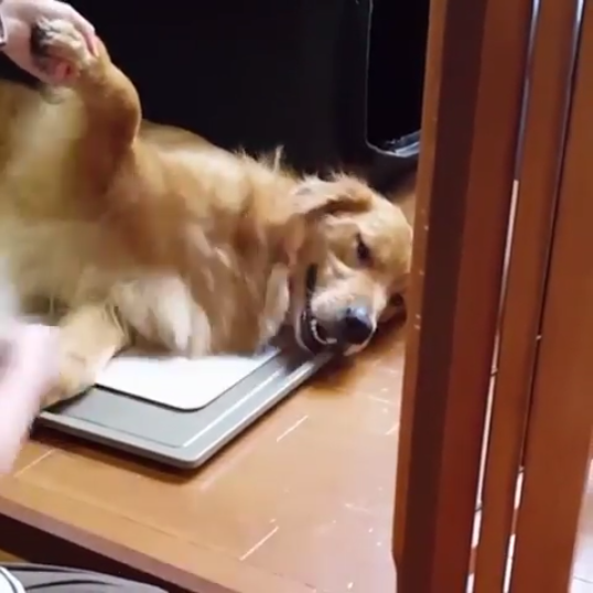 動物,犬,猫,しつけ,飼い方,育て方,病気,健康