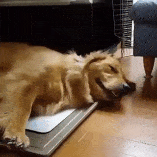 動物,犬,猫,しつけ,飼い方,育て方,病気,健康
