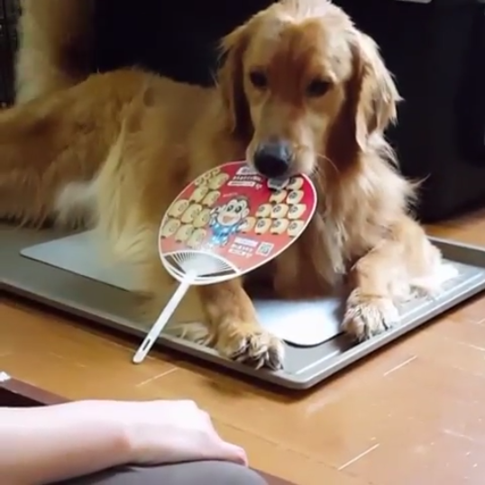 動物,犬,猫,しつけ,飼い方,育て方,病気,健康