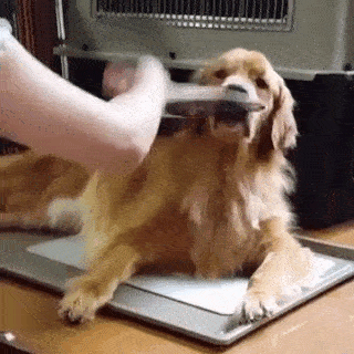 動物,犬,猫,しつけ,飼い方,育て方,病気,健康