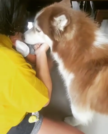 動物,犬,猫,しつけ,飼い方,育て方,病気,健康