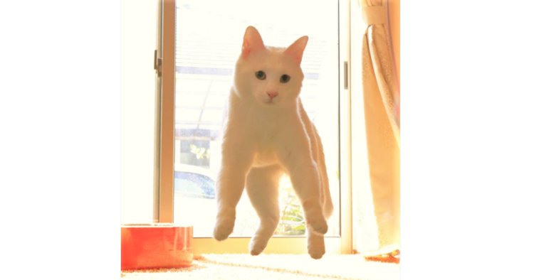 【無重力ネコ】まるで宇宙にいるみたい!?フワフワ浮かぶニャンコから目が離せない(´艸`*)♡ 12枚