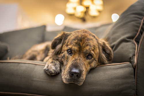 動物,犬,猫,しつけ,飼い方,育て方,病気,健康