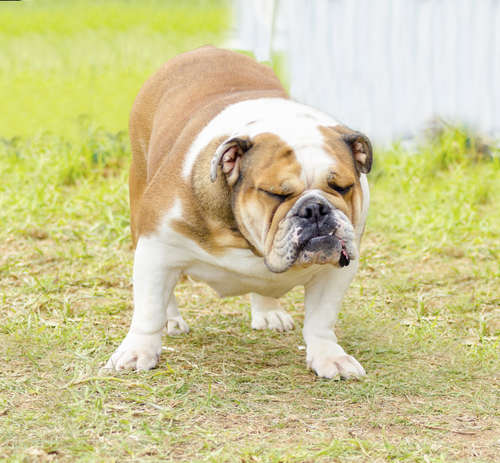 動物,犬,猫,しつけ,飼い方,育て方,病気,健康