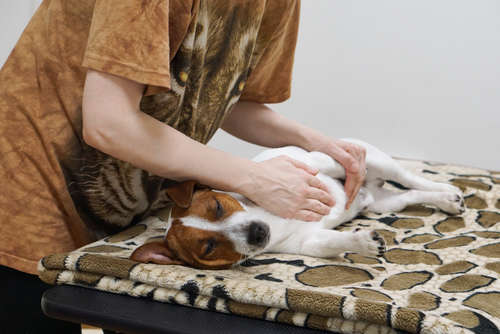 動物,犬,猫,しつけ,飼い方,育て方,病気,健康