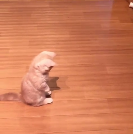 動物,犬,猫,しつけ,飼い方,育て方,病気,健康