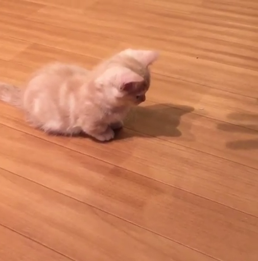 動物,犬,猫,しつけ,飼い方,育て方,病気,健康