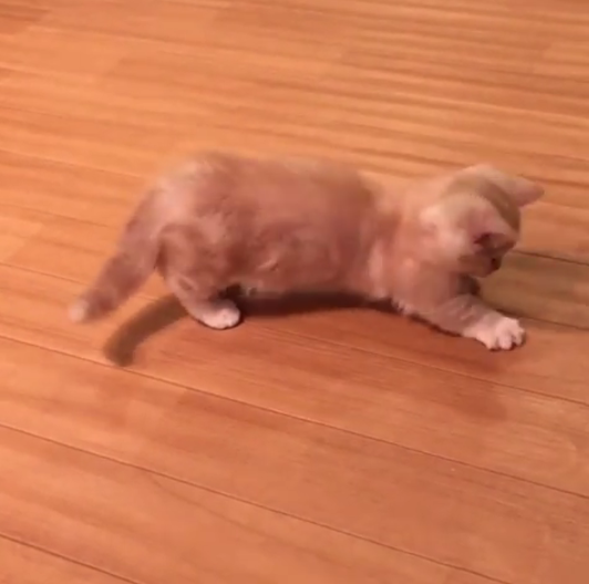 動物,犬,猫,しつけ,飼い方,育て方,病気,健康