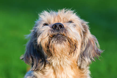 動物,犬,猫,しつけ,飼い方,育て方,病気,健康