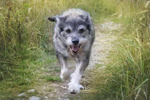 動物,犬,猫,しつけ,飼い方,育て方,病気,健康