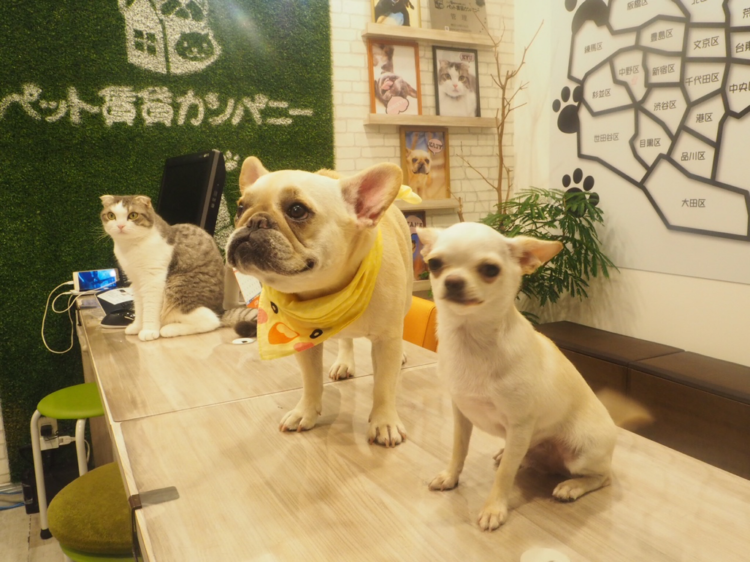 動物,犬,猫,しつけ,飼い方,育て方,病気,健康