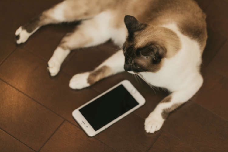 動物,犬,猫,しつけ,飼い方,育て方,病気,健康