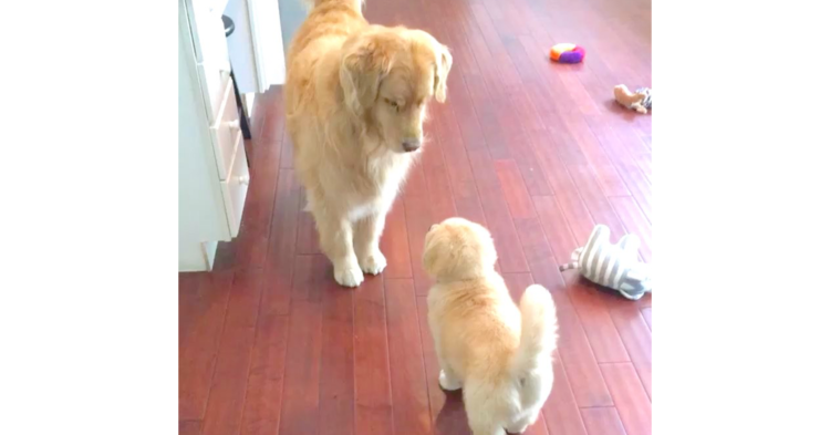 【犬界のマナー教室】子犬に『遊ぼうのポーズ』を教えてあげる先輩犬! 優しさにキュンとする♡