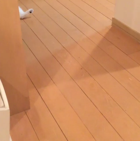 動物,犬,猫,しつけ,飼い方,育て方,病気,健康