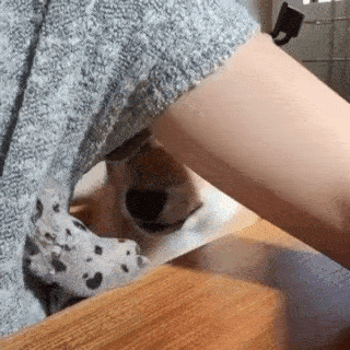 動物,犬,猫,しつけ,飼い方,育て方,病気,健康