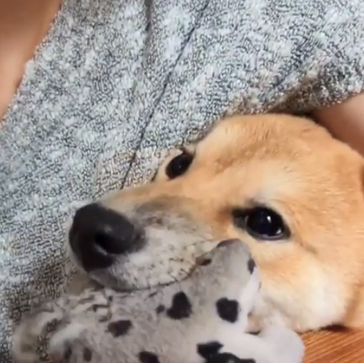 動物,犬,猫,しつけ,飼い方,育て方,病気,健康