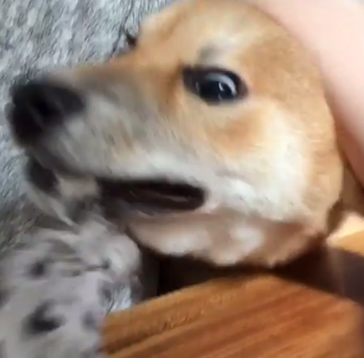 動物,犬,猫,しつけ,飼い方,育て方,病気,健康