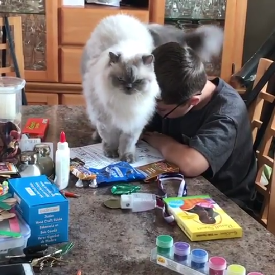 動物,犬,猫,しつけ,飼い方,育て方,病気,健康